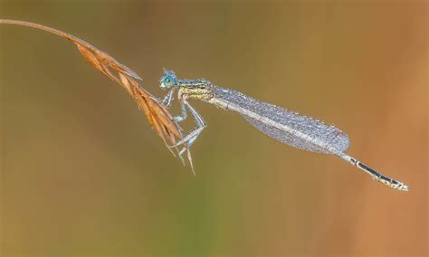 Autres Insectes Flickr