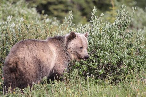 Grizzly Bear In The Kananaskis Country Of The Canadian Rockies Stock