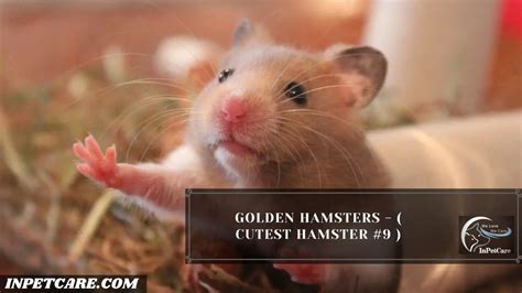 9 Cutest Hamster Breed In The World With Pictures
