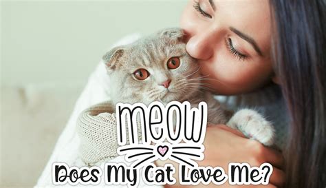 does my cat love me find out with this 100 accurate quiz