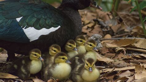 A Complete Guide To Muscovy Duck Care The Garden Magazine