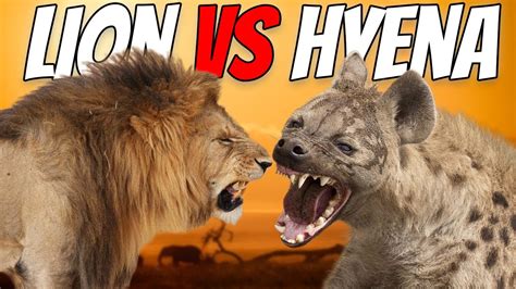 Lion Vs Hyena Which Is A Better Hunter Youtube