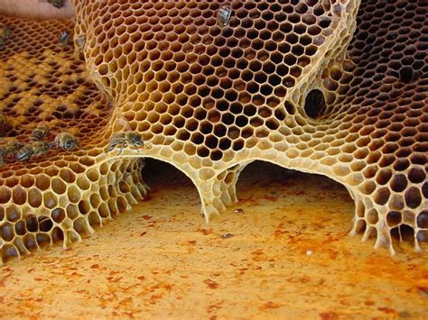 Honeycomb The Honeycomb Design Is Stucturally The Strongest In The