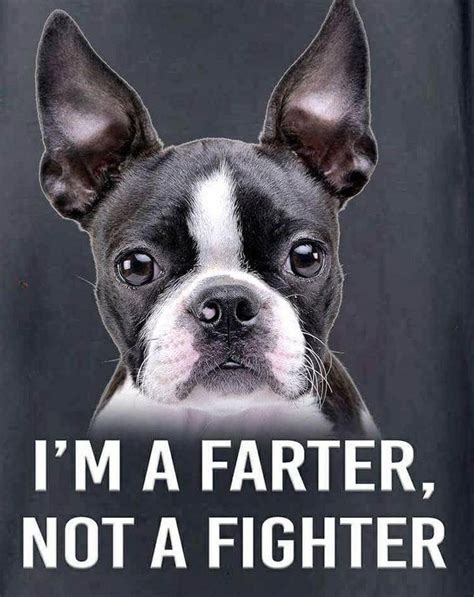 Pin By Pure Divine Love On Adorable And Cute Animals Boston Terrier Dog