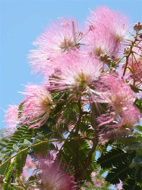 10 Light Pink Mimosa Tree Seeds Silk Tree Albizia Julibrissin Perennial