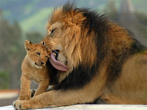 Hd Animals Wallpapers Animals In Love Cute Animals In