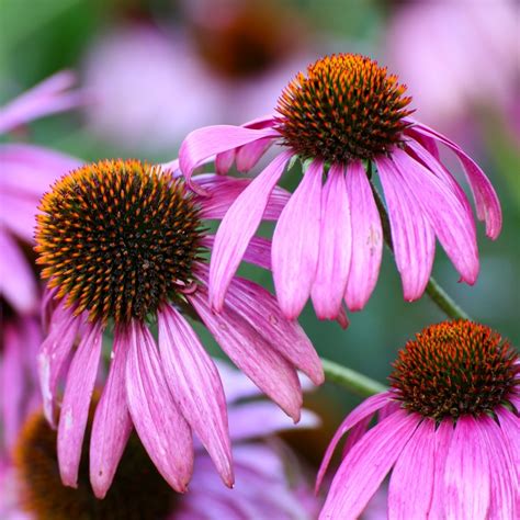 Purple Coneflower Seeds Echinacea Purpurea Garden Seeds Market