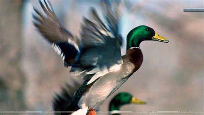 Duck Mallard Wallpapers Duckling Ducks 4kwallpaper Wiki