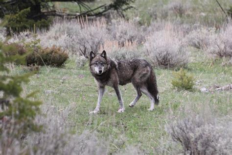 Colorado Gray Wolf Reintroduction Initiative 2020 Ballotpedia The