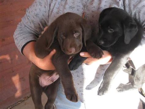 24 likes · 13 talking about this. AKC Chocolate and Black Lab Puppies for Sale in East ...