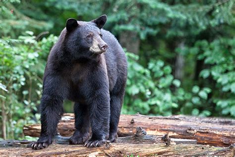 Author Captivated By Colorados Bears Colorado Country Life Magazine