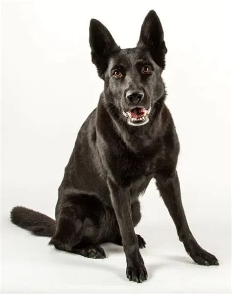 Are Black German Shepherds Aggressive Solving The Myth World Of Dogz