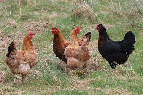 I have cats and dogs, and chickens in the backyard absolutely take care of the insects that will go after your other household pets. Raising Backyard Chickens Is Easier Than You Think