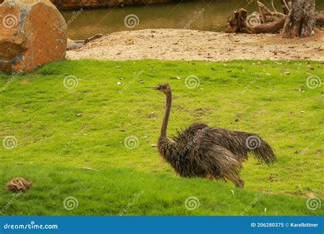 Female Common Ostrich Struthio Camelus Searching For Food And