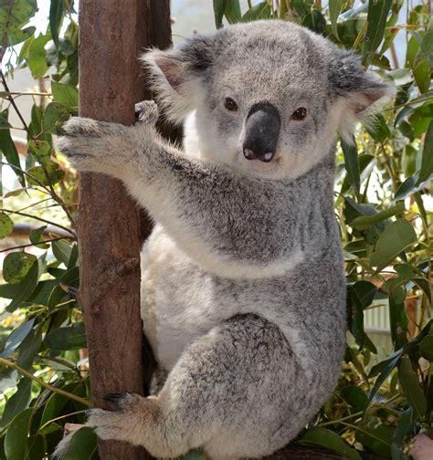 Adopt Nooka Australian Koala Foundation