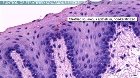 What Is Stratified Squamous Epithelium Video And Lesson Transcript