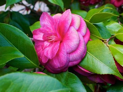 Photos Foliage Flower Camellia Closeup