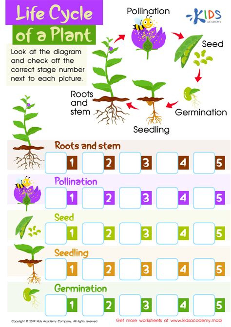 Plant Life Cycle Worksheets For Kindergarten Worksheets For Kindergarten