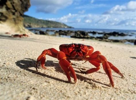 17 Best Images About Crabs Of All Kinds On Pinterest Skinny Headbands