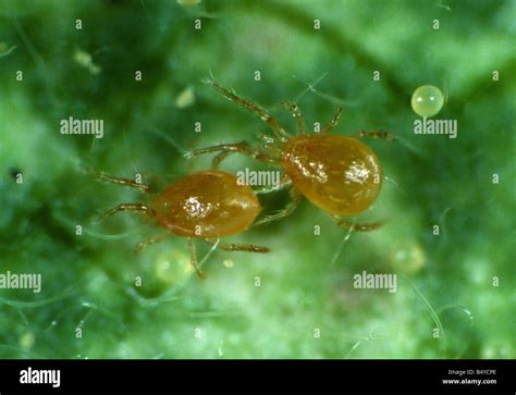 Phytoseiulus Persimilis Hi Res Stock Photography And Images Alamy