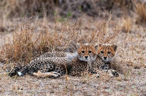 Cheetah Acinonyx Jubatus Masai Mara National Park Kenya Stock