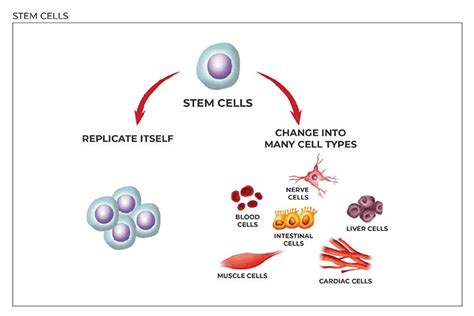 Stem Cell Types And Stem Cell Therapy Vbb Gentek