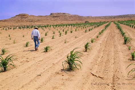 Hopi Indian Farmer Dry Farming In His Cornfield Diring Summer Drought