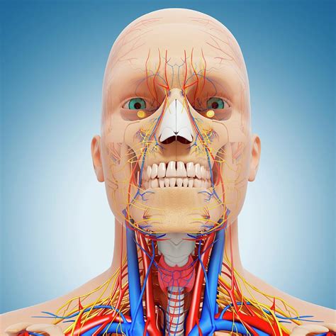 Head Anatomy Photograph By Pixologicstudio Science Photo Library Fine