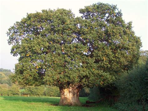 Ancient Oak The Hazel Tree