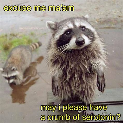 Nocturnal Trash Posts 30 Of The Best Raccoon Memes This Dedicated
