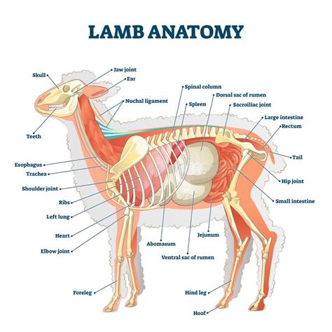 Lamb Anatomy Vector Illustration Labeled Educational Inner Organ Structure Stock Vector