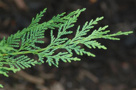 How To Grow And Care For Leyland Cypress Trees