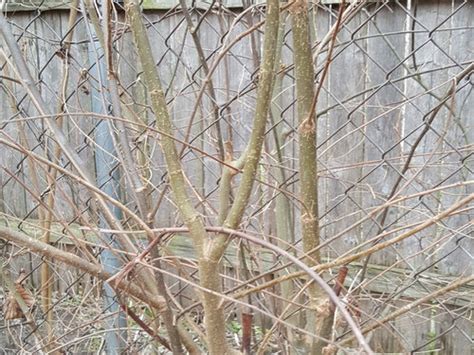 Need Help Identifying Thorny Invasive Tree In Dfw