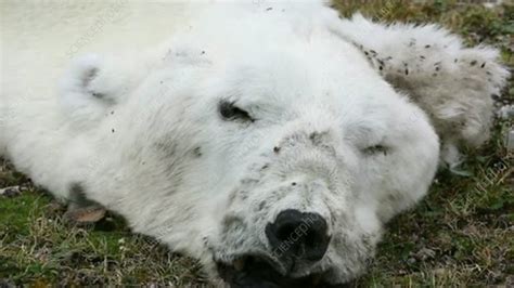 Dead Polar Bear Due To Climate Change Stock Video Clip K0048485