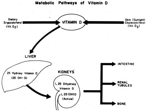 Vitamin D Deficiency Rickets In A Sunny Country Pathogenesis Clinical