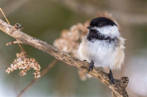 The Fascinating World Of The Black Capped Chickadee A Beloved Bird Of