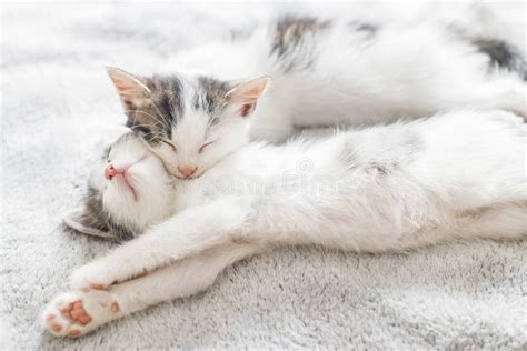 Two Cute White And Grey Kittens Sleeping Together On Cozy Blanket