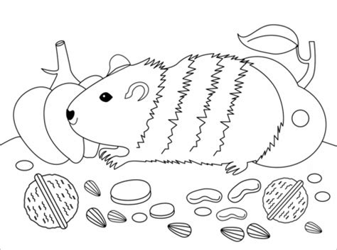 Meerschweinchen zum ausmalen ausmalbilder ausmalbilder. Guinea Pig coloring page | Free Printable Coloring Pages