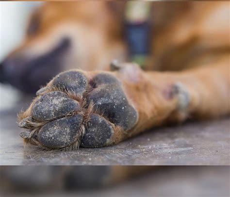 Learn How To Heal Paw Pad Hyperkeratosis With All Natural Solutions