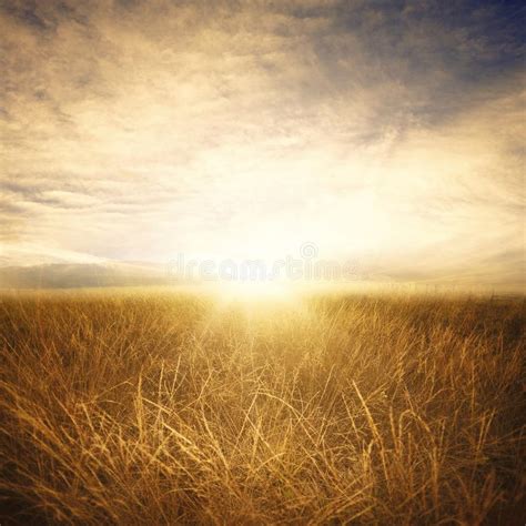 Golden Grass In The Fields On A Sunny Summer Day Stock Image Image Of
