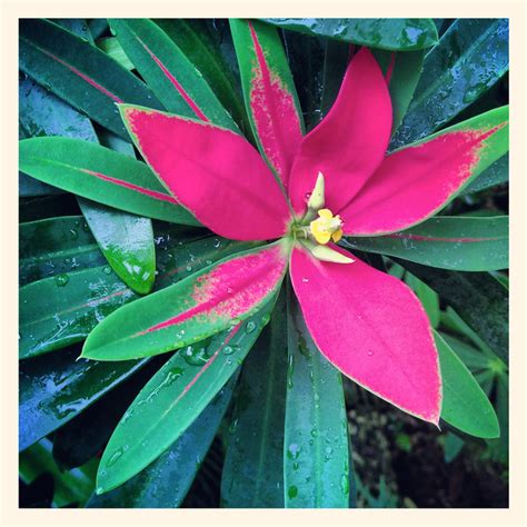 Fairchild Tropical Garden Foliage Miami Florida Plants