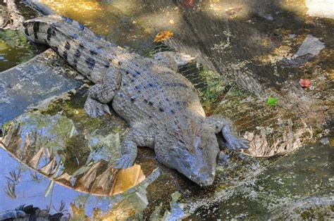 Philippine Crocodile Crocodylus Mindorensis Zoochat