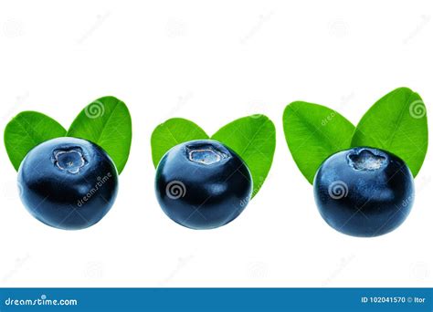 Three Fresh Blueberries Isolated Stock Photo Image Of Organic Diet