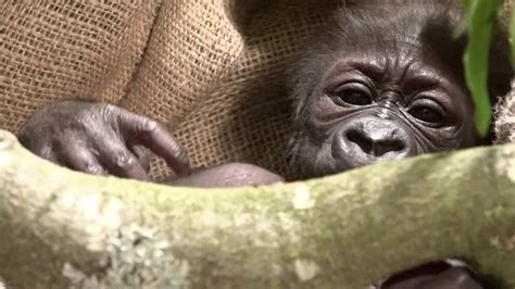 Baby Gorilla Continues To Thrive Youtube