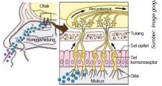Anatomi Fisiologi Bagian Bagian Hidung Serta Prosedur Penciuman Pada