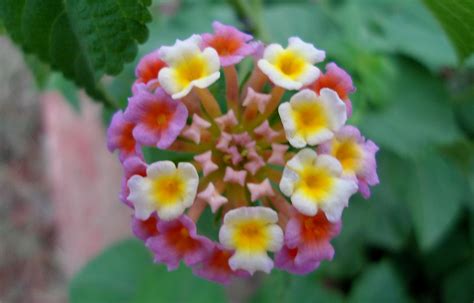 Filelantana Camara Flower At Madhurawada Wikimedia Commons