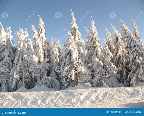 Snow Covered Evergreen Trees Stock Image Image Of Light Crisp 12762413
