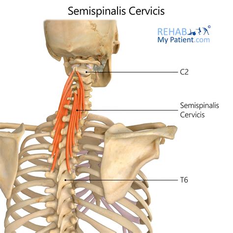 Splenius Capitis Muscle Anatomy