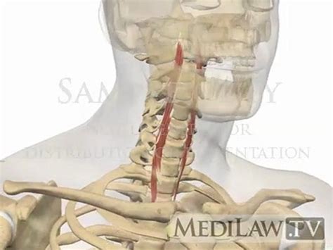 Cervical Spine Muscles Deep Flexor Longus Capitus Colli Chiropractor