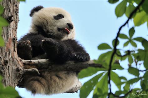 Panda Blue Sky By Josef Gelernter On 500px Panda Panda Bear Panda Love